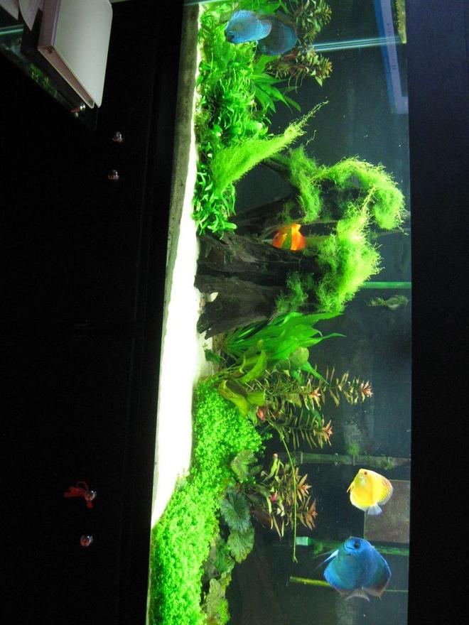 150 gallons planted tank (mostly live plants and fish) - This setup is 4 months old...