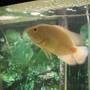 freshwater fish - astronotus ocellatus - albino oscar stocking in 55 gallons tank - Albino Tiger Oscar