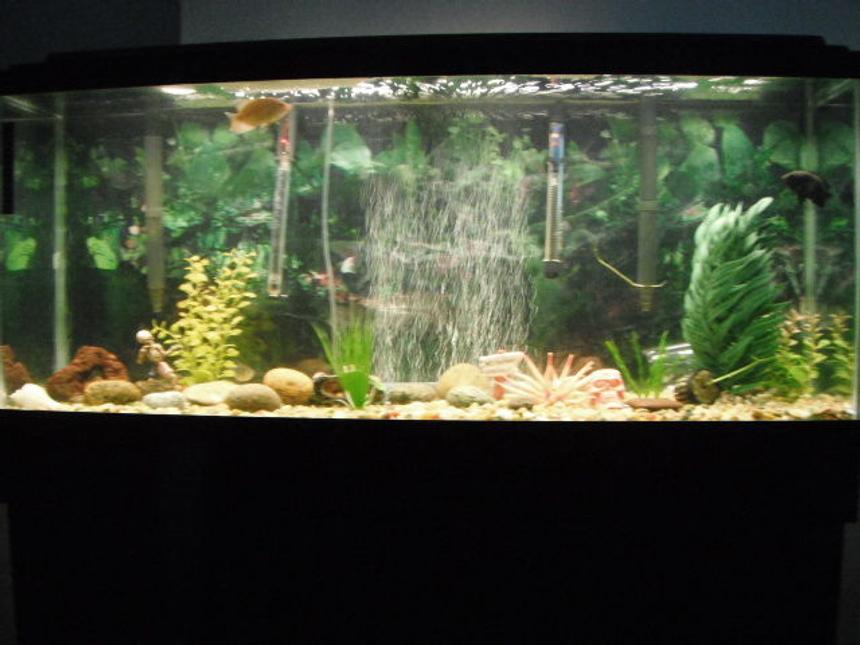Rated #201: 55 Gallons Freshwater Fish Tank - 55 gallon Tank 2 oscars, ghost knife fish