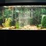 55 gallons freshwater fish tank (mostly fish and non-living decorations) - 55 gallon Tank 2 oscars, ghost knife fish