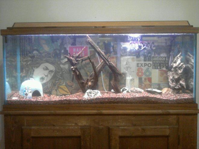 55 gallons freshwater fish tank (mostly fish and non-living decorations) - Lights on. Not glamorous, but not exactly fugly for a hand-me-down tank...