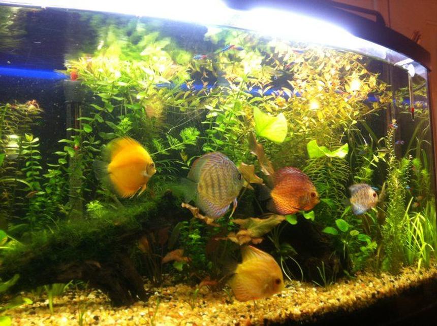 Rated #48: 48 Gallons Planted Tank - Discus
