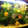 48 gallons planted tank (mostly live plants and fish) - Discus