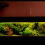 500 gallons planted tank (mostly live plants and fish) - composition of plants are important