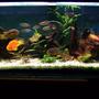 fish tank picture - Various community fishes and cichlids (Frontesza, Rainbow, Severum, Angel, Parrot) with some live plants in a 4ft by 1.5 ft tank