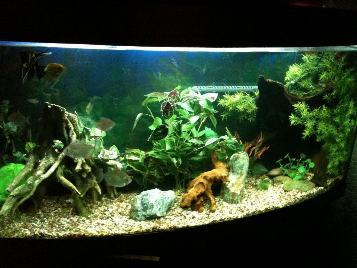 50 gallons freshwater fish tank (mostly fish and non-living decorations) - My Tank