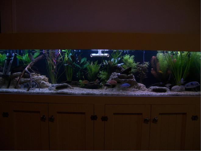 120 gallons planted tank (mostly live plants and fish) - 6 x 2 x 2 with Sump Housing cichlids and live plants! 

Yep i know i should have hidden the Pipe..