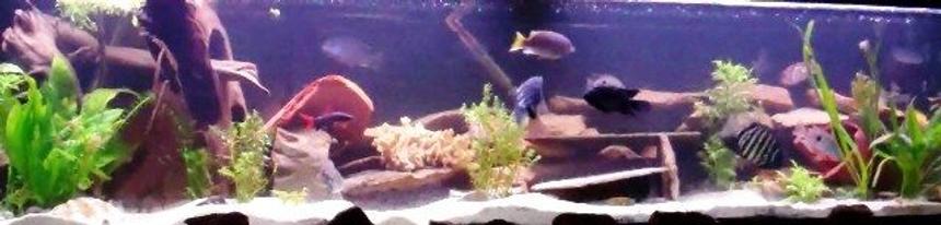 Rated #86: 55 Gallons Freshwater Fish Tank - 125 gallon tank w/21 mixed cichids. Why? Because I was told not too. I never have been good at listening to directions. Oh yea 2 Rainbow Sharks 1 Algae eater and 1 Cherry Loach(test)...if he's still alive \'ve not seen em in 2 weeks. THIS IS ONLY A THIRD OF TANK  :(