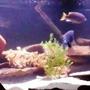 55 gallons freshwater fish tank (mostly fish and non-living decorations) - 125 gallon tank w/21 mixed cichids. Why? Because I was told not too. I never have been good at listening to directions. Oh yea 2 Rainbow Sharks 1 Algae eater and 1 Cherry Loach(test)...if he's still alive 've not seen em in 2 weeks. THIS IS ONLY A THIRD OF TANK :(