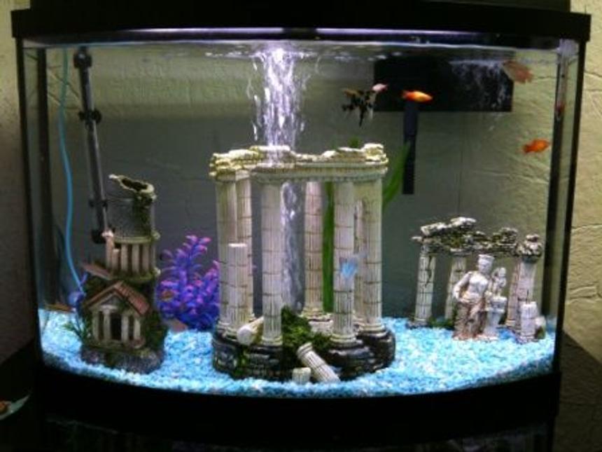 Rated #271: 36 Gallons Freshwater Fish Tank - 36 Gallon Bow Front