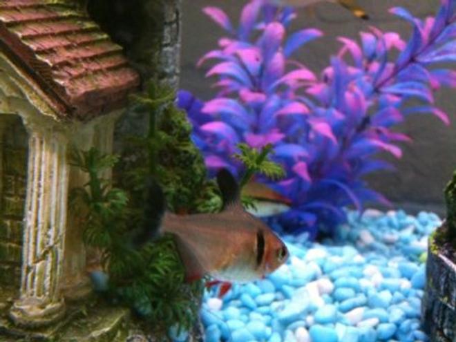 freshwater fish - hyphessobrycon callistus - red minor serpae tetra stocking in 36 gallons tank - Tetra.