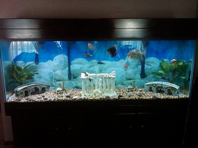 150 gallons freshwater fish tank (mostly fish and non-living decorations) - 150 Gallon tank, with custom made canopy, 2 Emperor 400 filters, 2 Red Flame Sword plants, 1 in each corner, 3 Oscars, 1 large Red Hook, 1 Pacu, 2 Jack Dempsey's, 2 Plecostomus, 1 large Shovel Nose Cat fish, 1 Florida Gar, 1 Green Terror, 1 Green Severum