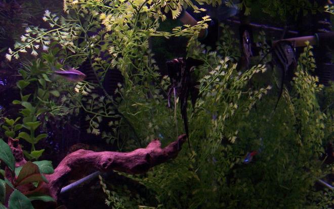 65 gallons freshwater fish tank (mostly fish and non-living decorations) - 65 gallon community tank