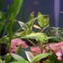 65 gallons planted tank (mostly live plants and fish) - 20 gallon planted refugium