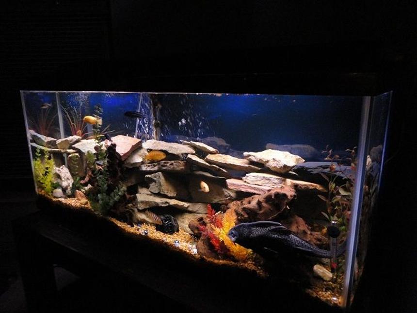Rated #24: 55 Gallons Freshwater Fish Tank - CHICLID HEAVEN