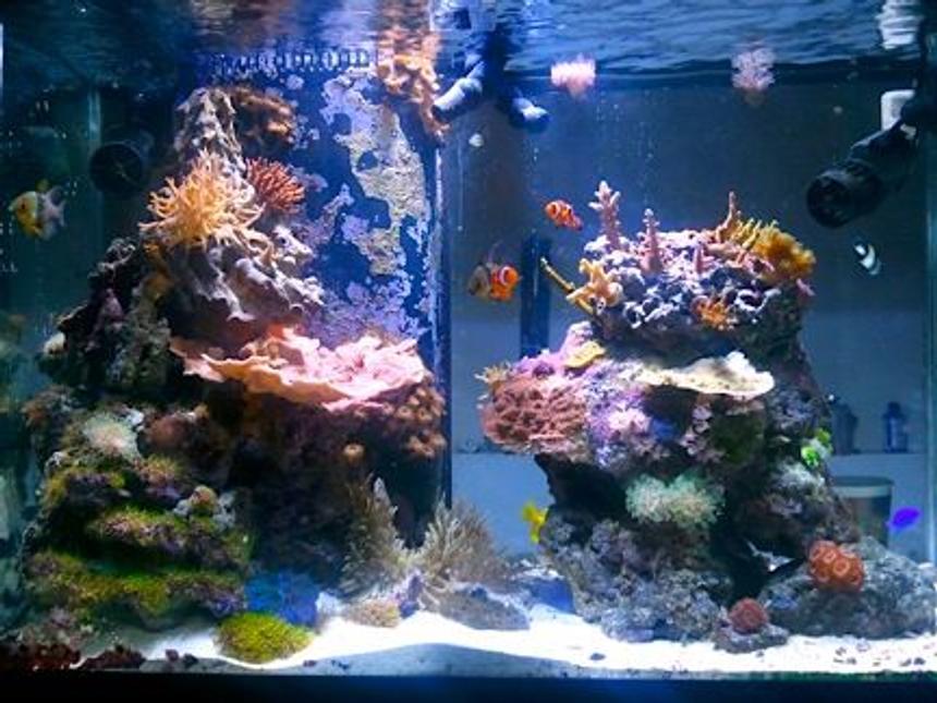 Rated #26: 65 Gallons Reef Tank - Transition from a mix reef to the SPS dominated direction.  An thats it.