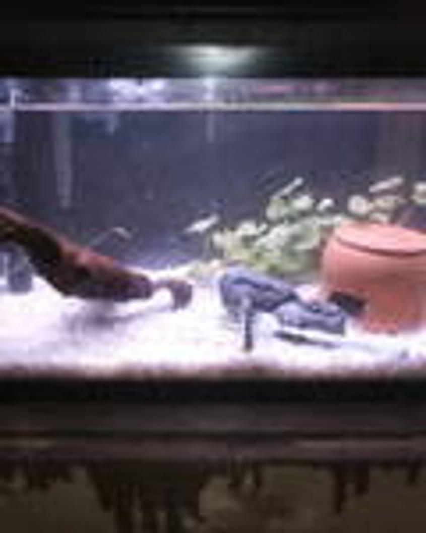 Rated #315: 55 Gallons Freshwater Fish Tank - bristle nose pleco tank, tyring to breed.
