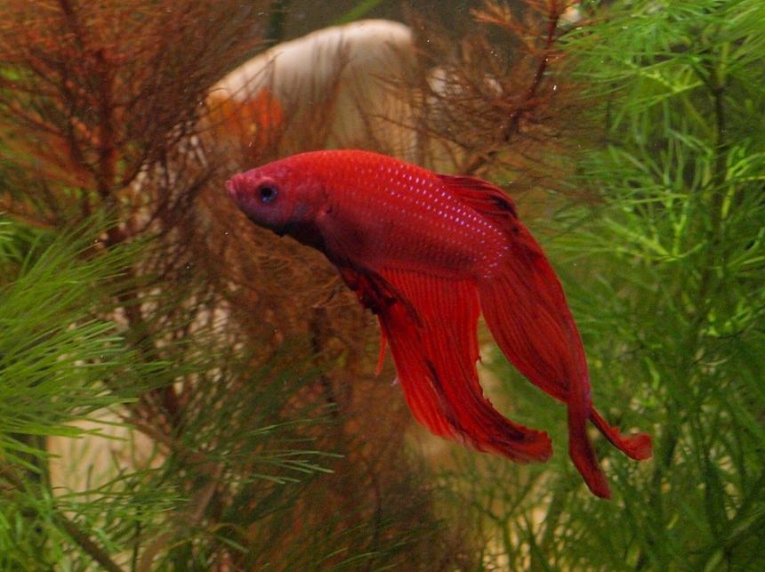 Rated #59: Freshwater Fish - Betta Splendens - Betta - Male Stocking In 27 Gallons Tank - My Fighter