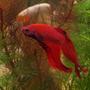 freshwater fish - betta splendens - betta - male stocking in 27 gallons tank - My Fighter