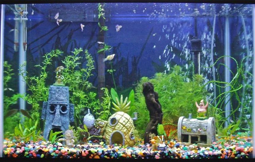 Rated #162: 20 Gallons Planted Tank - Planted and designed by my 7 year-old son.