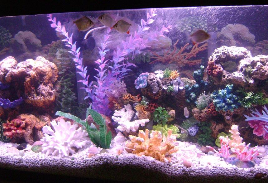 Rated #99: 55 Gallons Reef Tank - new pics of my tank.i noticed
that my tank was labled as a reef tank.it is NOT a reef tank,its a freshwater tank. i just wanted the look of a reef
tank.