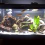 30 gallons planted tank (mostly live plants and fish) - 30 gal over 30 fish community live plant