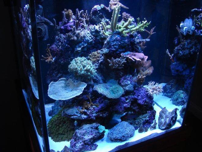 60 gallons reef tank (mostly live coral and fish) - My 60 Gallon cube with SPS, LPS, Softies, and Clams.