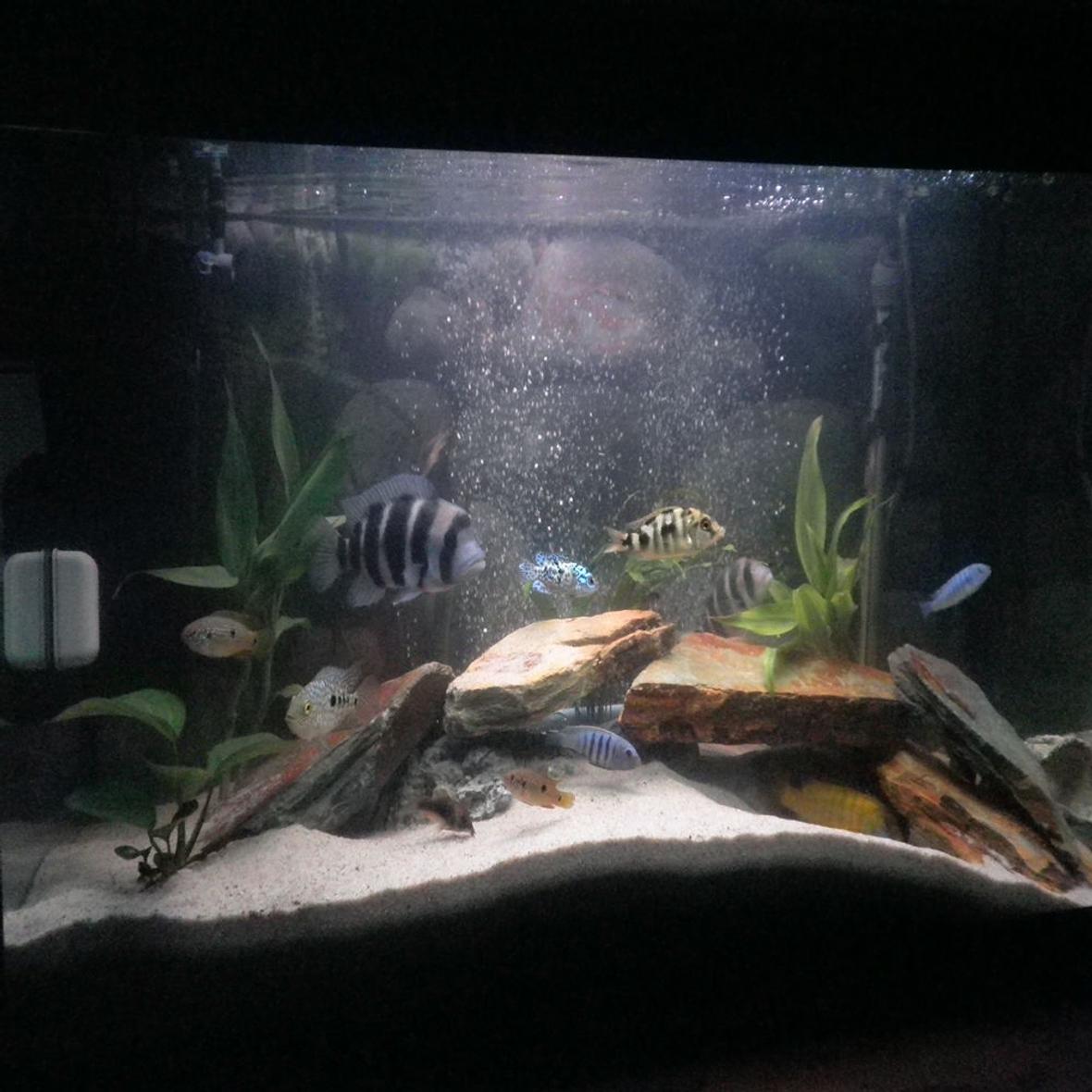30 gallons freshwater fish tank (mostly fish and non-living decorations) - cichlids