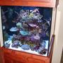 60 gallons reef tank (mostly live coral and fish) - 60 Gallon cube