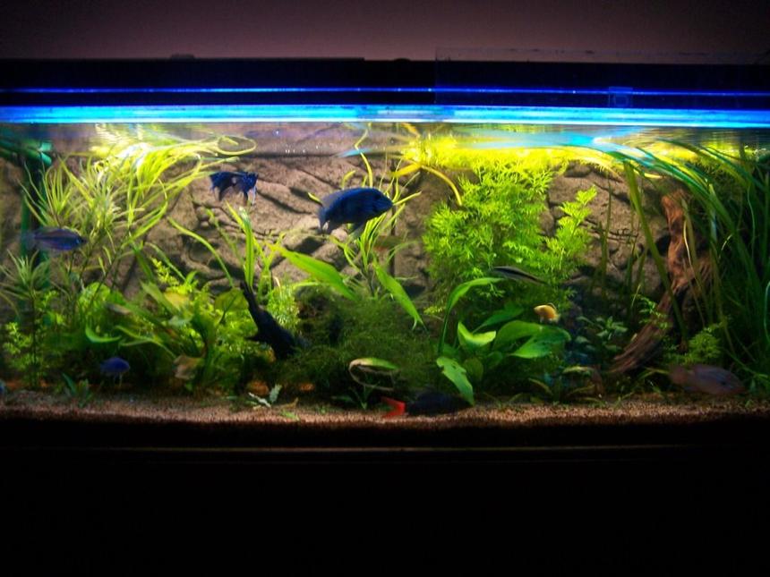Rated #51: 65 Gallons Planted Tank - 4'x18"x18" Planted cichlid/tropical community. Approx 18mths old