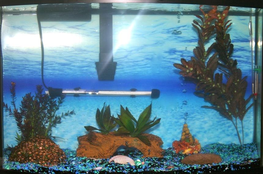 Rated #299: 36 Gallons Freshwater Fish Tank - My 36 Gallon Bowfront Aquarium