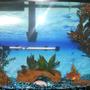 36 gallons freshwater fish tank (mostly fish and non-living decorations) - My 36 Gallon Bowfront Aquarium