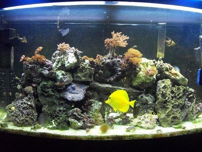 46 gallons reef tank (mostly live coral and fish) - 46 gallon bowfront reef tank
6 months old