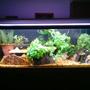 fish tank picture - another front view