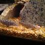 fish tank picture - my very reticulated loaches
