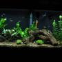 55 gallons planted tank (mostly live plants and fish) - Home Sweet Home
