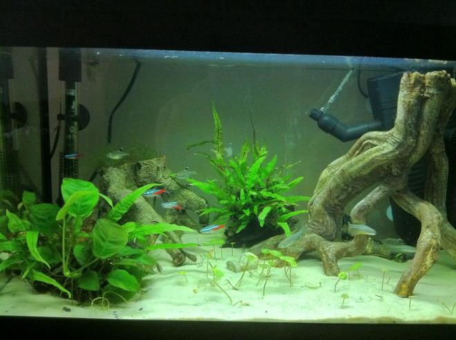 15 gallons planted tank (mostly live plants and fish) - My Juwel Korall 60.