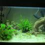15 gallons planted tank (mostly live plants and fish) - My Juwel Korall 60.