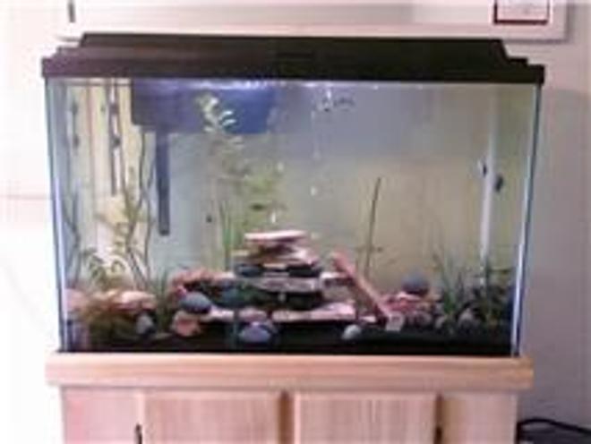 45 gallons planted tank (mostly live plants and fish) - All live plants and fish