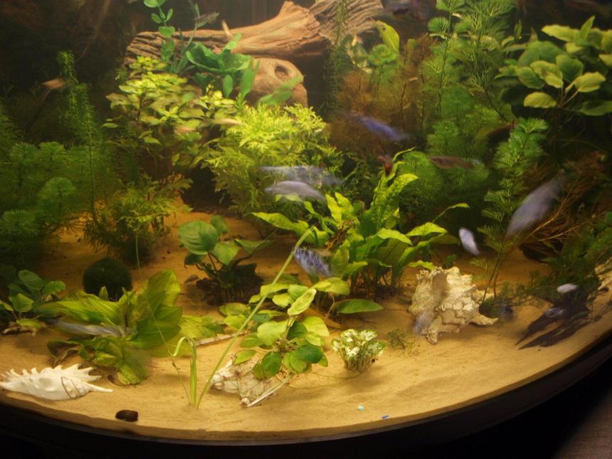 Rated #94: 80 Gallons Planted Tank - my tank