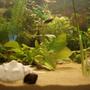 fish tank picture - One of two Zebra Snails