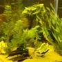 fish tank picture - Plants