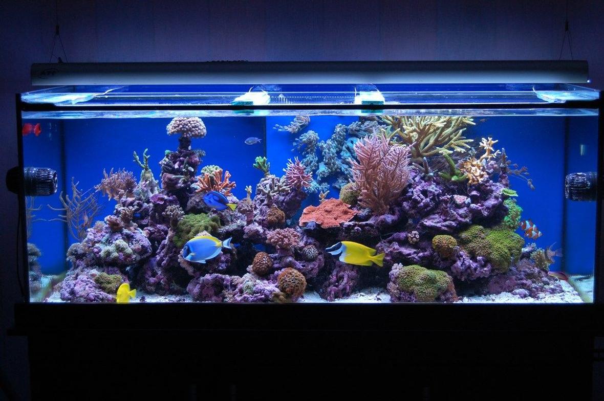 100 gallons reef tank (mostly live coral and fish) - Latest Pics Of My One year old Reef Tank