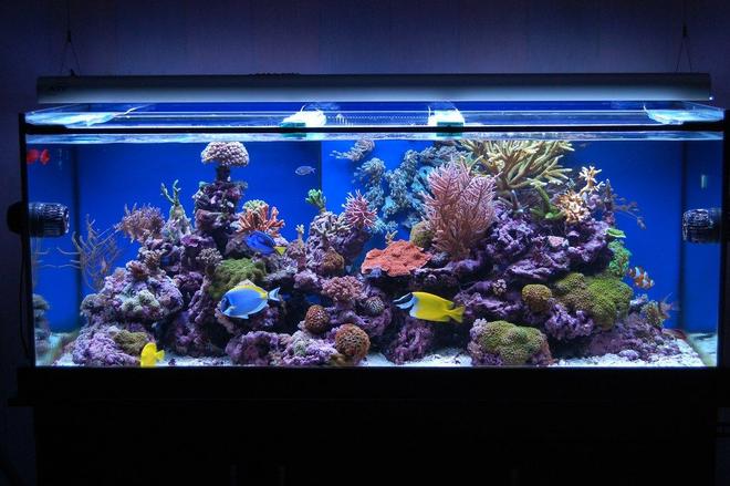 100 gallons reef tank (mostly live coral and fish) - Latest Pics Of My One year old Reef Tank
