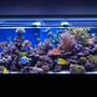 100 gallons reef tank (mostly live coral and fish) - Latest Pics Of My One year old Reef Tank
