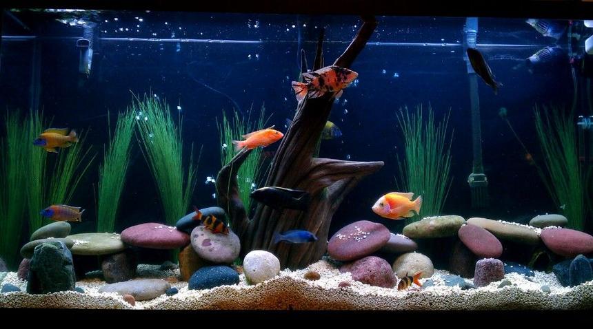 Rated #46: 60 Gallons Freshwater Fish Tank - Lets see some good ratings! Come on! Haha
