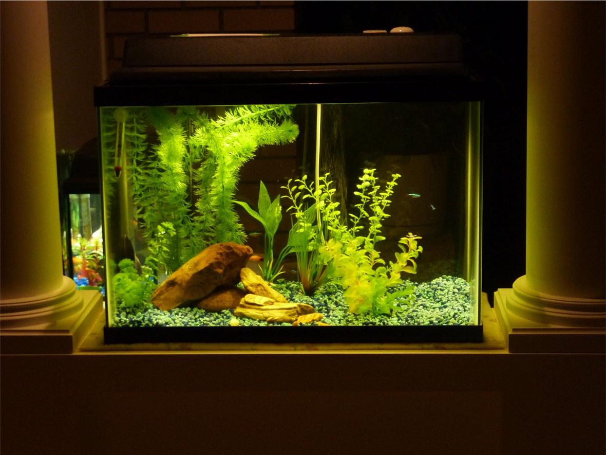 20 gallons freshwater fish tank (mostly fish and non-living decorations) - I made the mistake of buying a poor quality tank, filter, gravel, plants, everything. Believe me, I ended up spending way more than I could have if I'd started with the best.