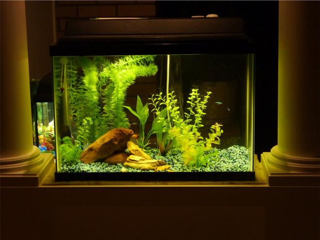 20 gallons freshwater fish tank (mostly fish and non-living decorations) - I made the mistake of buying a poor quality tank, filter, gravel, plants, everything. Believe me, I ended up spending way more than I could have if I'd started with the best.