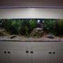 fish tank picture - Finally Finished!! All Live Plants, Fish Coloured Up and Happy, No Bullies in the Tank!