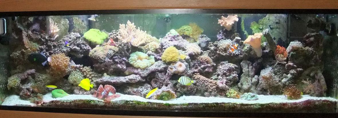 125 gallons reef tank (mostly live coral and fish) - My Reef Tank That i built into my pool room wall